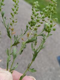 Lepidium oblongum image